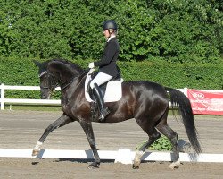 dressage horse Savannah 47 (Hanoverian, 2009, from San Remo)