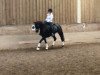 dressage horse Quäntchen Glück 24 (German Sport Horse, 2014, from Quadroneur)