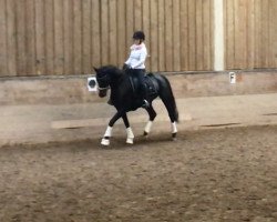 dressage horse Quäntchen Glück 24 (German Sport Horse, 2014, from Quadroneur)