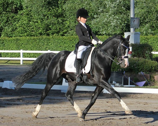 stallion RM V-Power (German Riding Pony, 2009, from Valido's Highlight)