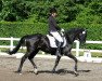 dressage horse Antares 207 (German Warmblood, 2002, from Aprilscherz)