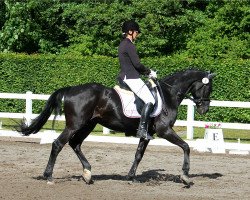 dressage horse Antares 207 (German Warmblood, 2002, from Aprilscherz)