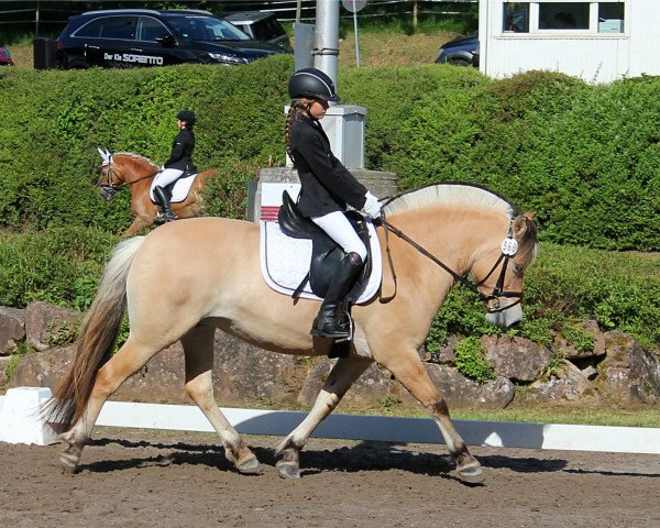 dressage horse Junella (Fjord Horse, 2013, from Kvest Halsnæs)