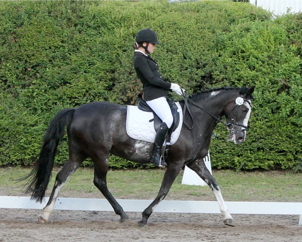 broodmare Delice 17 (German Riding Pony, 2006, from Pieter Pan)
