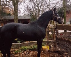 dressage horse Gentlemen (Hanoverian, 2017, from Gandhi)