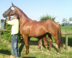 dressage horse Loni (Hanoverian, 2005, from Londonderry)