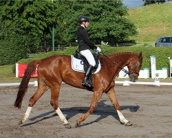 dressage horse Eddie (Hanoverian, 2013, from Edward 28)