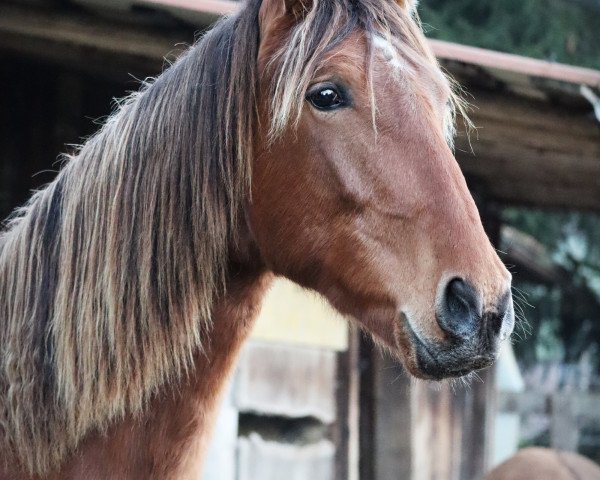 horse Avarell (Pura Raza Espanola (PRE), 2017, from Platino X)