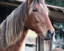 Pferd Avarell (Pura Raza Espanola (PRE), 2017, von Platino X)