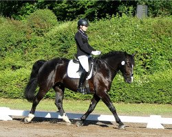 Dressurpferd Mario 129 (Polnisches Warmblut, 2010, von Ibis)