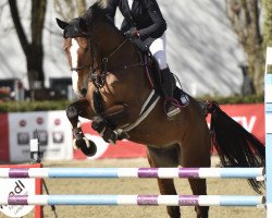 jumper Heaven On Earth 4 (Swedish Warmblood, 2012, from Plot Blue)