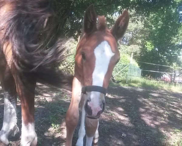 dressage horse Eddie the Eagle 10 (German Sport Horse, 2017, from Edmonton)