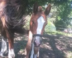 dressage horse Eddie the Eagle 10 (German Sport Horse, 2017, from Edmonton)