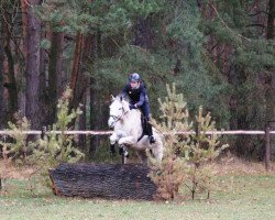 jumper Octopus (German Sport Horse, 2005, from Octavio)