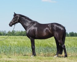 broodmare D-Cassina (KWPN (Royal Dutch Sporthorse), 2008, from Glock's Johnson Tn)