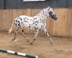 broodmare VbPrSt Raffelsbrander Deluxe (Knabstrupper, 2018, from Raffelsbrander Captain Peanut)