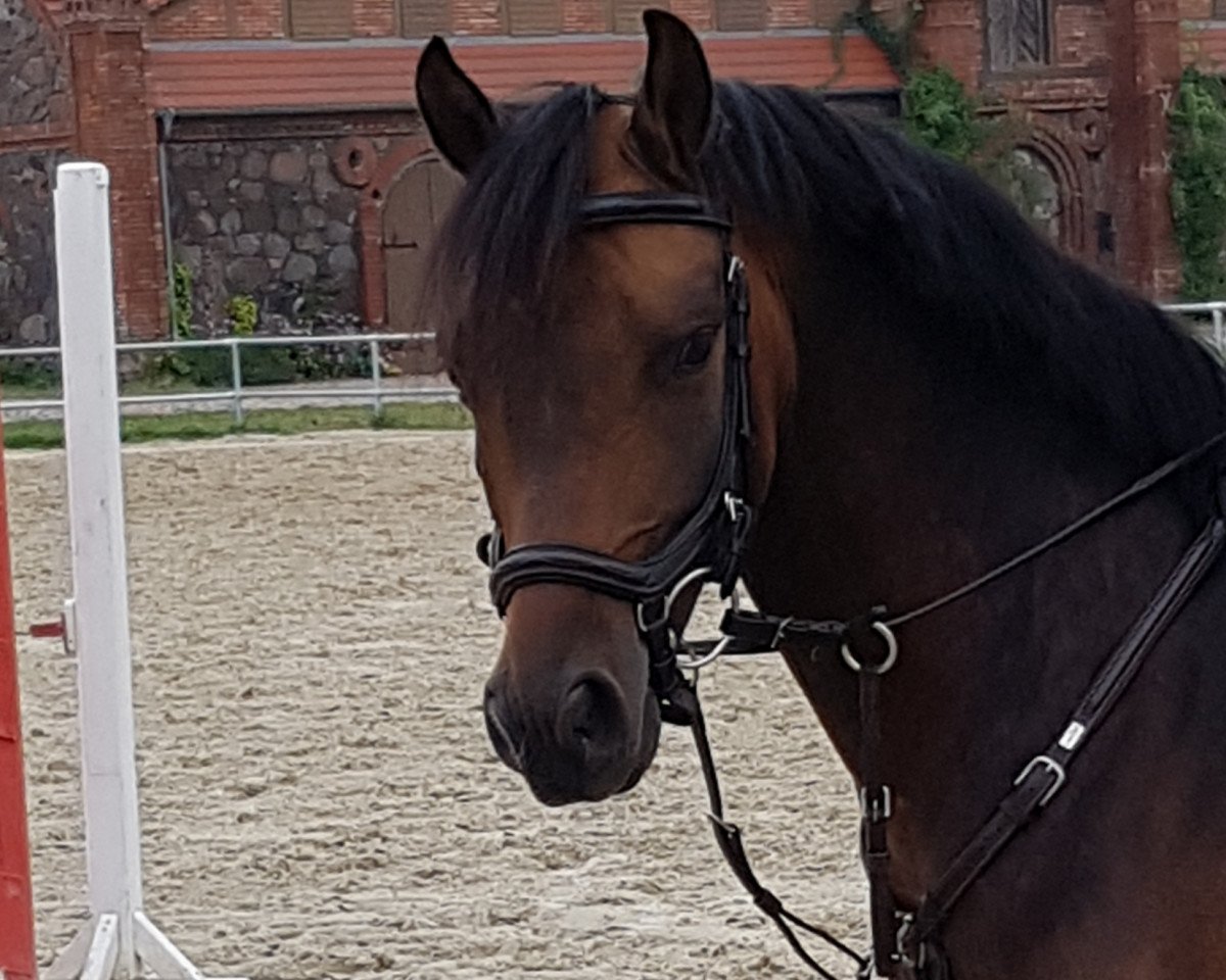 jumper Funtastico 4 (German Riding Pony, 2013, from Halifax)