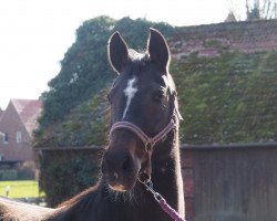 broodmare Divinita 2 (Oldenburg, 2006, from Daddy Cool)