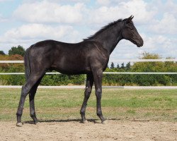 dressage horse Zuccherino (Oldenburg, 2018, from Blue Hors Zackerey)