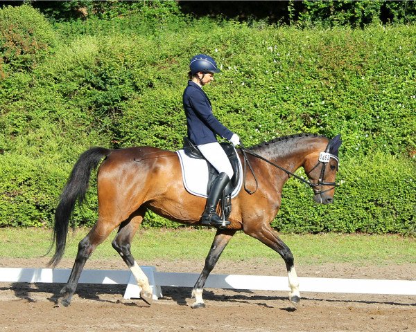 dressage horse Scarlett 709 (Oldenburg show jumper, 2010, from Stakkatol)