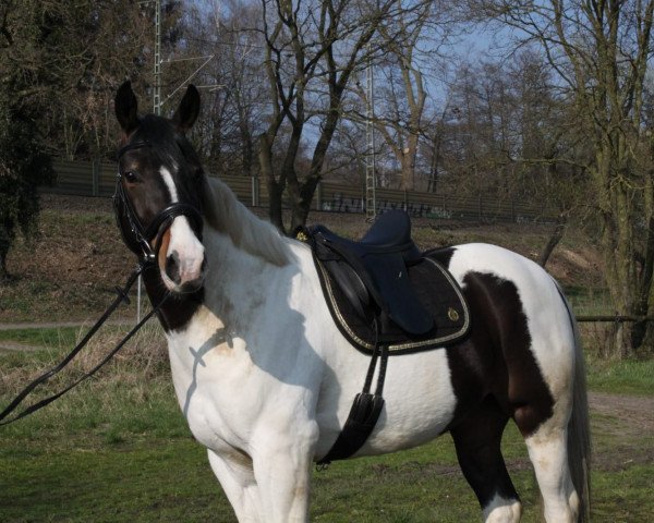 horse Loki (Quarter Horse, 2013, from Lucky ned Pepper)