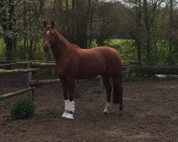 dressage horse Semper Bellatrix (Westphalian, 2010, from Sir Donnerhall II OLD)