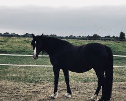 horse Margo (Irish Draft Horse, 2008)