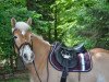 jumper Violette VIII CH (Haflinger, 2010)