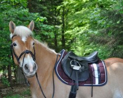 jumper Violette VIII CH (Haflinger, 2010)