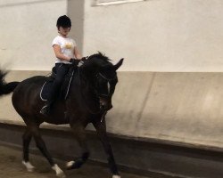 dressage horse Dondro (Oldenburg, 2006, from Don Kennedy)