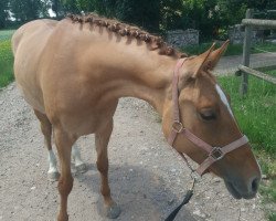 broodmare Caramel (German Riding Pony, 2015, from Steendieks Morgensterns Dalai)