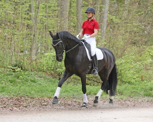 dressage horse Fürst Vornholz (Oldenburg, 2012, from Fürstenball)