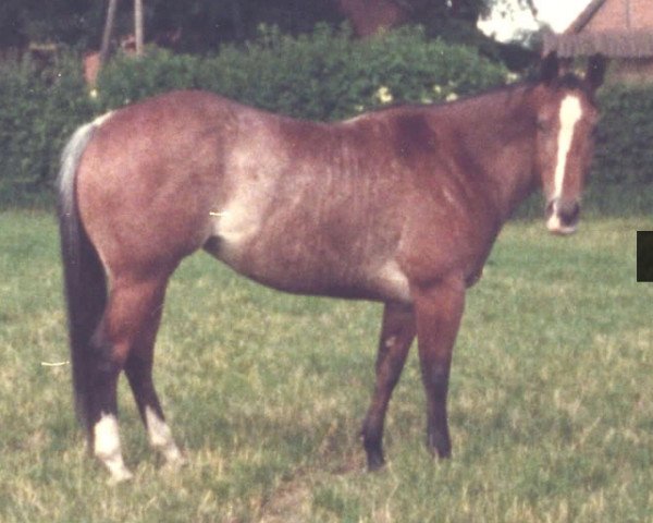 Zuchtstute Dulcie Dee Bar (Quarter Horse, 1979, von Gray Dee Bar)