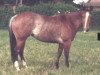 Zuchtstute Dulcie Dee Bar (Quarter Horse, 1979, von Gray Dee Bar)