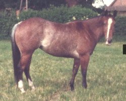 broodmare Dulcie Dee Bar (Quarter Horse, 1979, from Gray Dee Bar)