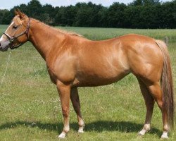 broodmare Genuine Cocky Peggy (Quarter Horse, 2005, from Arc Genuine Oak)