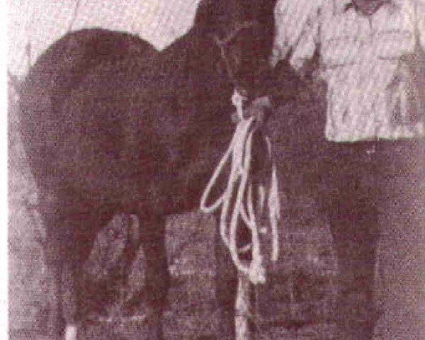 Zuchtstute Chickasha Ann (Quarter Horse, 1954, von Chickasha Mike)