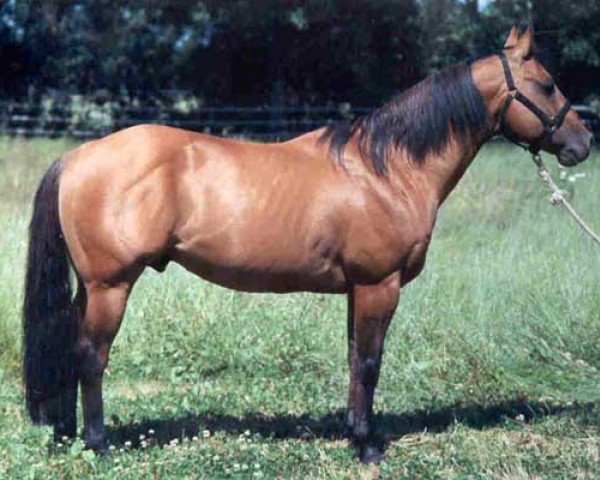 Deckhengst Rio Leo Superstar (Quarter Horse, 1984, von Doc's Superstar Bar)