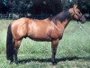 stallion Rio Leo Superstar (Quarter Horse, 1984, from Doc's Superstar Bar)