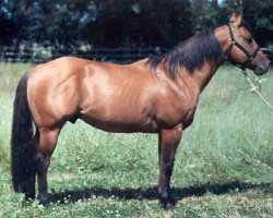 stallion Rio Leo Superstar (Quarter Horse, 1984, from Doc's Superstar Bar)