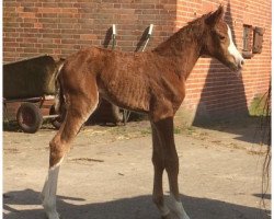 broodmare Priscilla (German Riding Pony, 2019, from Petit Rock the Moment)