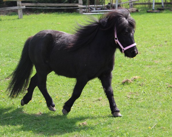 Pferd Fleur v. Klein Beekman (Shetland Pony, 2012, von Aramis of Sportview)