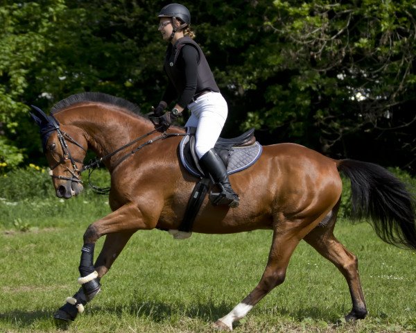 Pferd Twister (Thüringer, 2000, von Thannhaeuser)