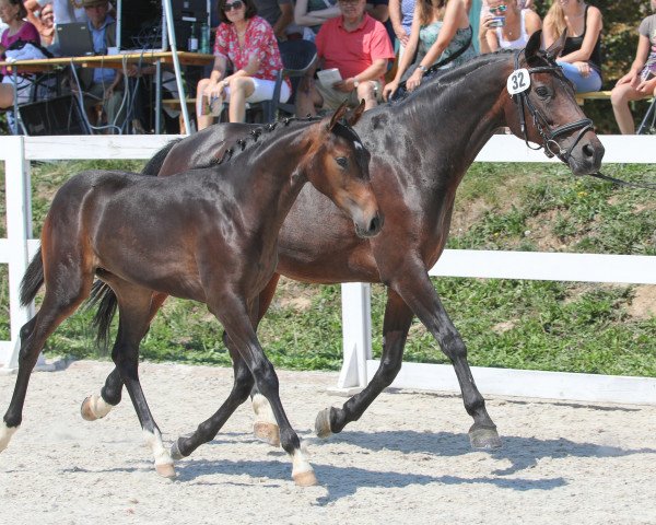 dressage horse Daquira (Austrian Warmblood, 2018, from DSP QUINDALE)