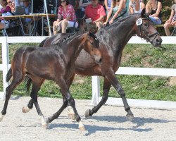 dressage horse Daquira (Austrian Warmblood, 2018, from DSP Quindale)