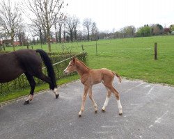 dressage horse Escasillio (Hanoverian, 2019, from Escamillo)