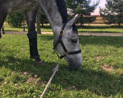 jumper Stanley 208 (German Sport Horse, 2011, from Stalypso)