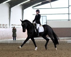 dressage horse Ria Royal 2 (Westphalian, 2006, from Riccio)