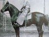Deckhengst Old Taylor (Quarter Horse, 1947, von King)
