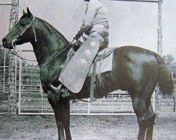 Deckhengst Old Taylor (Quarter Horse, 1947, von King)